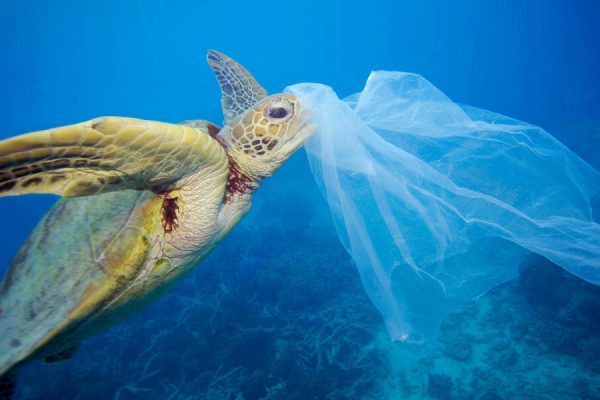 The dangers of plastic pollution on marine life